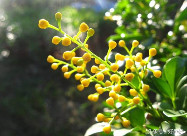 庭院种上这9大香花，花香四溢！