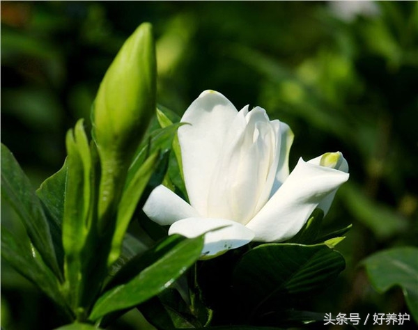 庭院种上这9大香花，花香四溢！