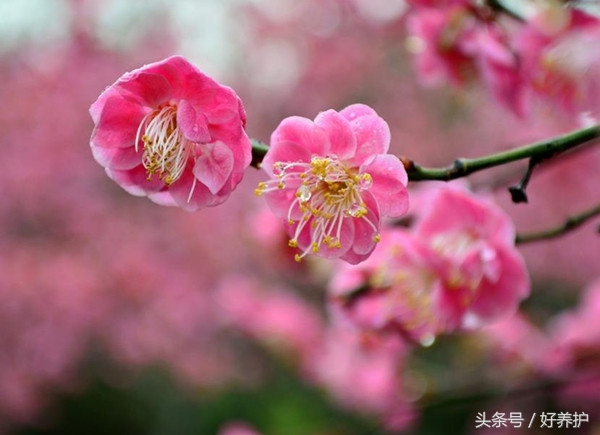 庭院种上这9大香花，花香四溢！