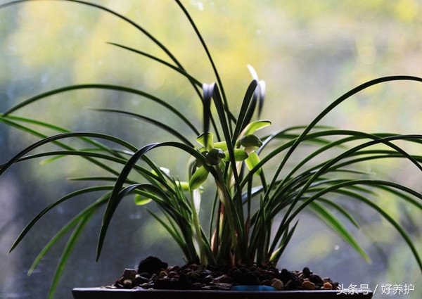 庭院种上这9大香花，花香四溢！