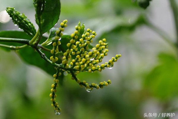 庭院种上这9大香花，花香四溢！