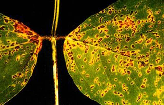 农业病害讲解视频教程,农业细菌性的病害用什么药