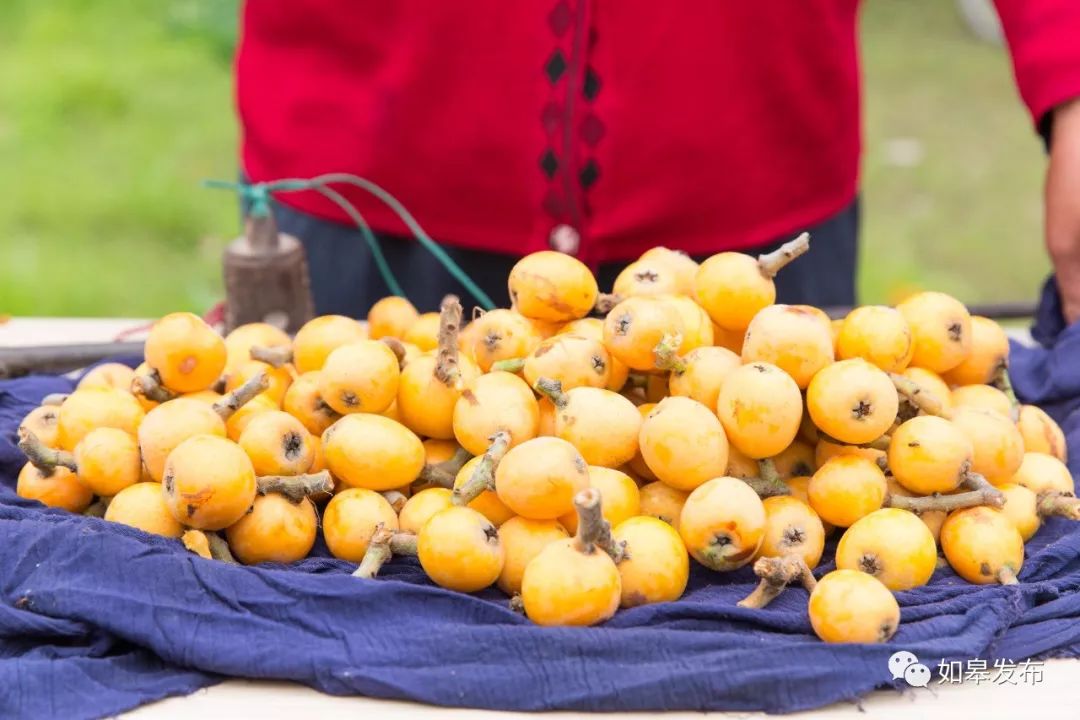 如皋这个地方种了一种神奇的树!树上会掉“金蛋”,“无涌”的人去“抢”!