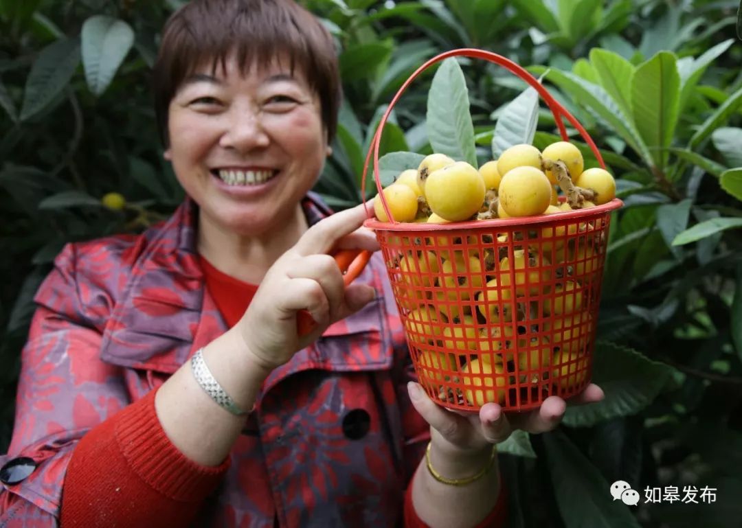 如皋这个地方种了一种神奇的树!树上会掉“金蛋”,“无涌”的人去“抢”!