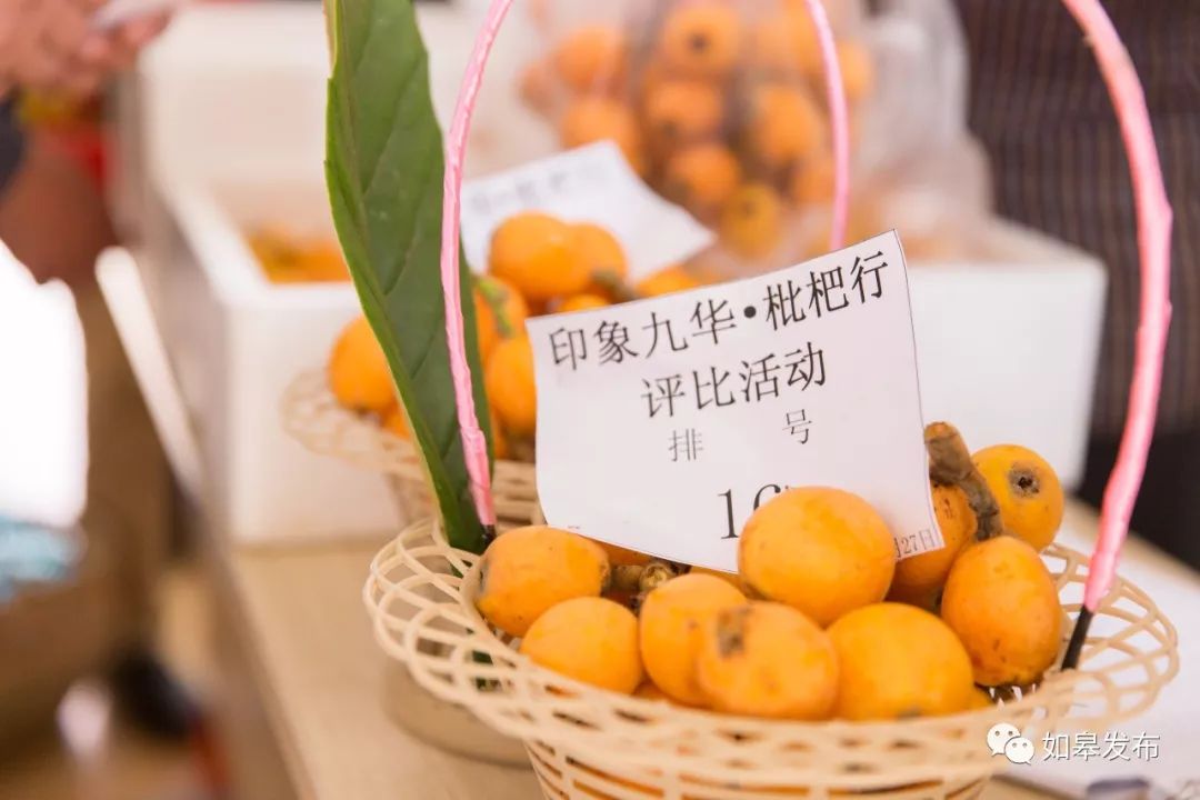 如皋这个地方种了一种神奇的树!树上会掉“金蛋”,“无涌”的人去“抢”!