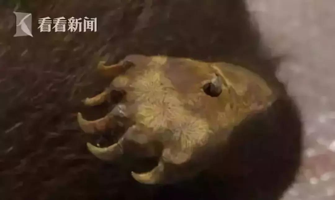 代购背后的骗局,朋友圈代购真实案例