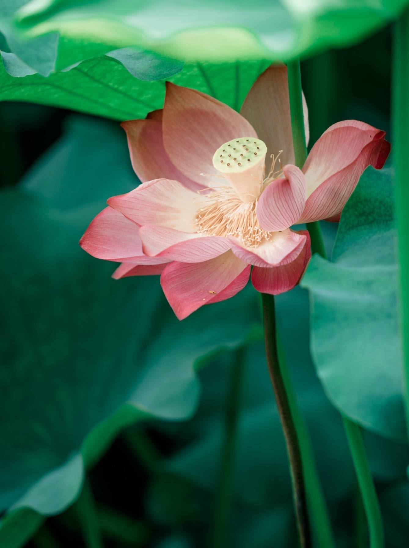 最易念错的88个字的正确读音,盘点大部分人都会读错的字音