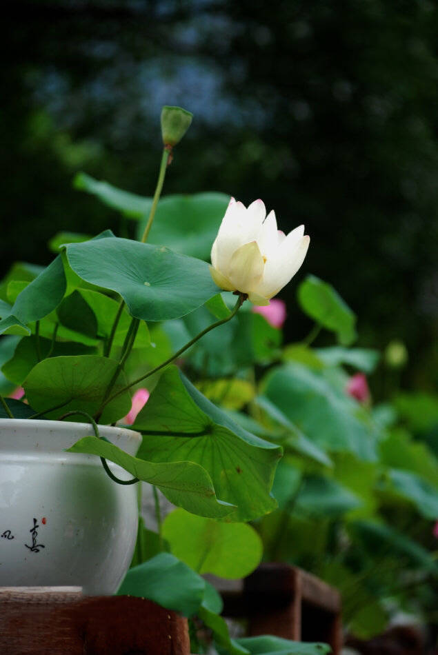 最易念错的88个字的正确读音,盘点大部分人都会读错的字音