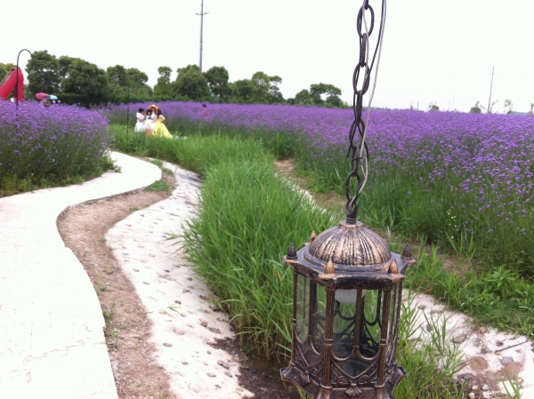 崇明薰衣草园,崇明岛紫色花海