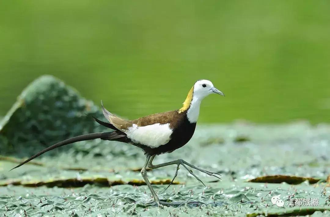 颜值很高，快看！“凤凰”飞回江都花鱼塘啦……周末约拍！