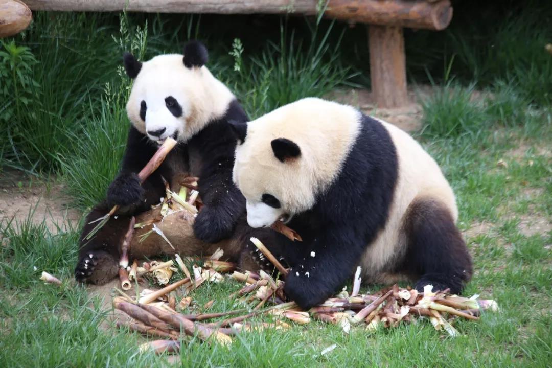 一探究竟，“国宝”晶运和小妮在沧州过得怎么样？