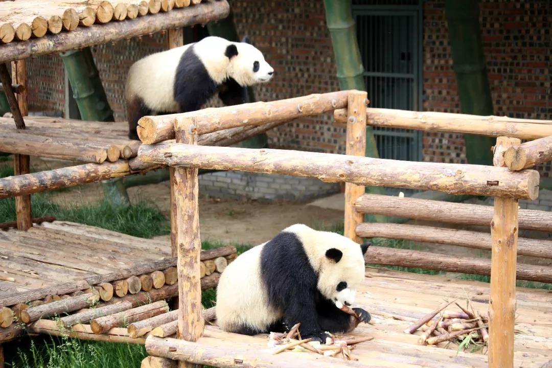 一探究竟，“国宝”晶运和小妮在沧州过得怎么样？