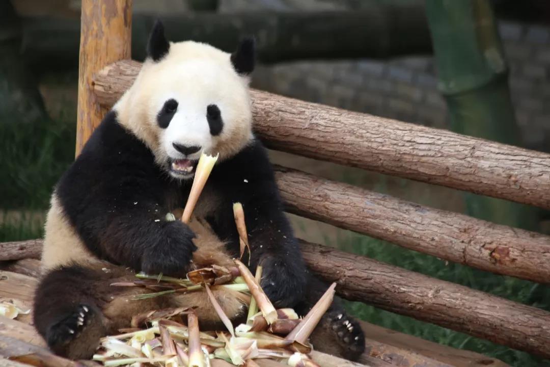 一探究竟，“国宝”晶运和小妮在沧州过得怎么样？