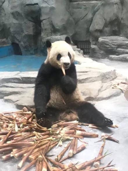 一探究竟，“国宝”晶运和小妮在沧州过得怎么样？