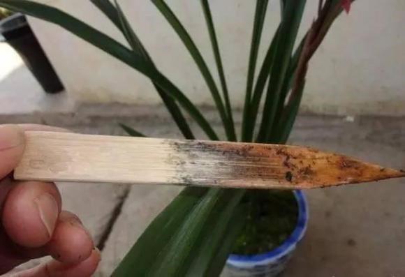 判断盆土干湿最简单的方法,如何判断盆土是否应该浇水