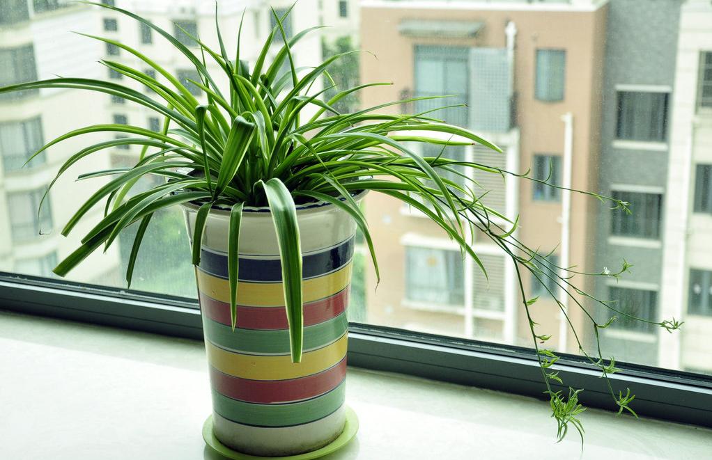 判断盆土干湿最简单的方法,如何判断盆土是否应该浇水