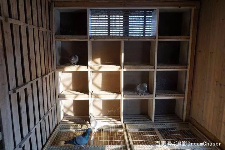 想养好鸽子必须做到以下四件事,初养鸽子你要准备的几样东西