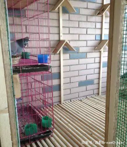 想养好鸽子必须做到以下四件事,初养鸽子你要准备的几样东西