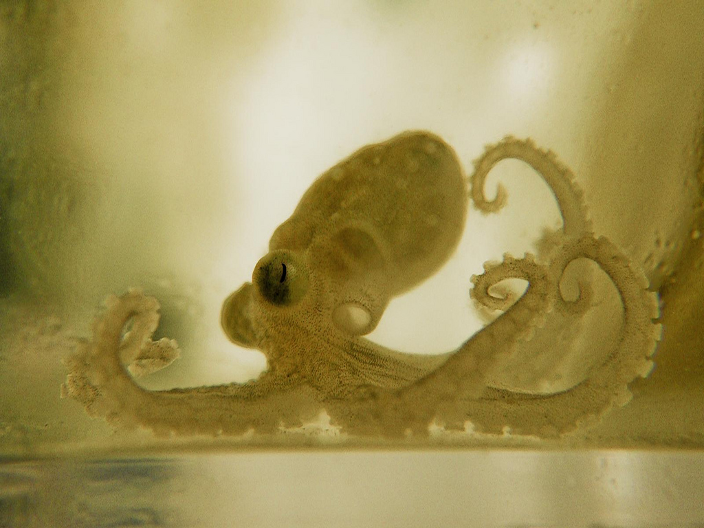 章鱼和乌贼墨鱼有什么区别,章鱼鱿鱼墨鱼乌贼是同一科吗