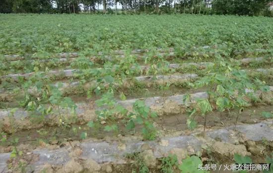 植物黄萎病的症状及防治方法,辣椒枯黄萎病症状与防治方法