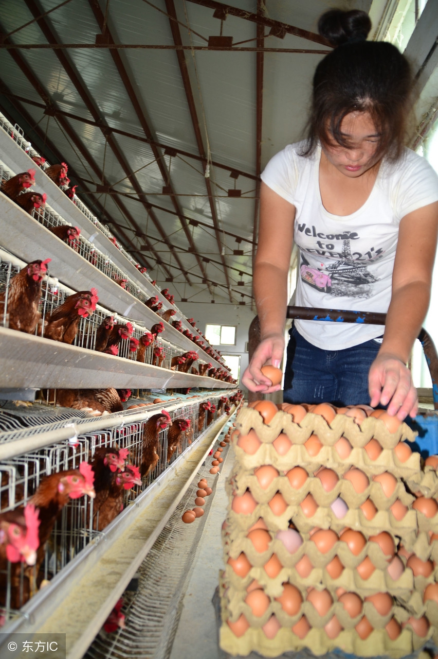 如何让蛋鸡在炎炎夏日,还能保持良好的产蛋性能?