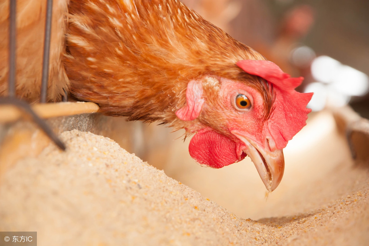 如何让蛋鸡在炎炎夏日,还能保持良好的产蛋性能?