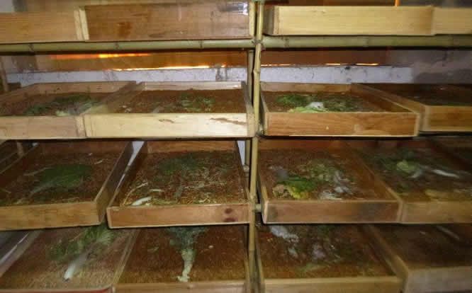 黄粉虫的养殖骗局,广西养殖黄粉虫全部过程技术