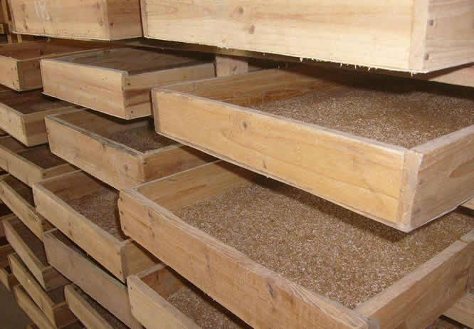 黄粉虫的养殖骗局,广西养殖黄粉虫全部过程技术