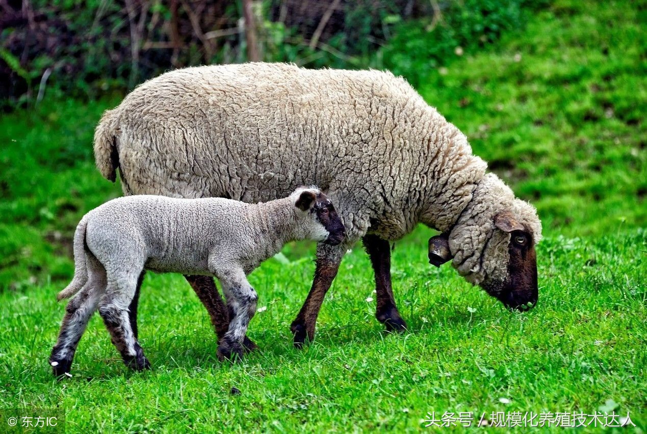 羊得了羊三联病是什么症状,羊病种类及治疗方法