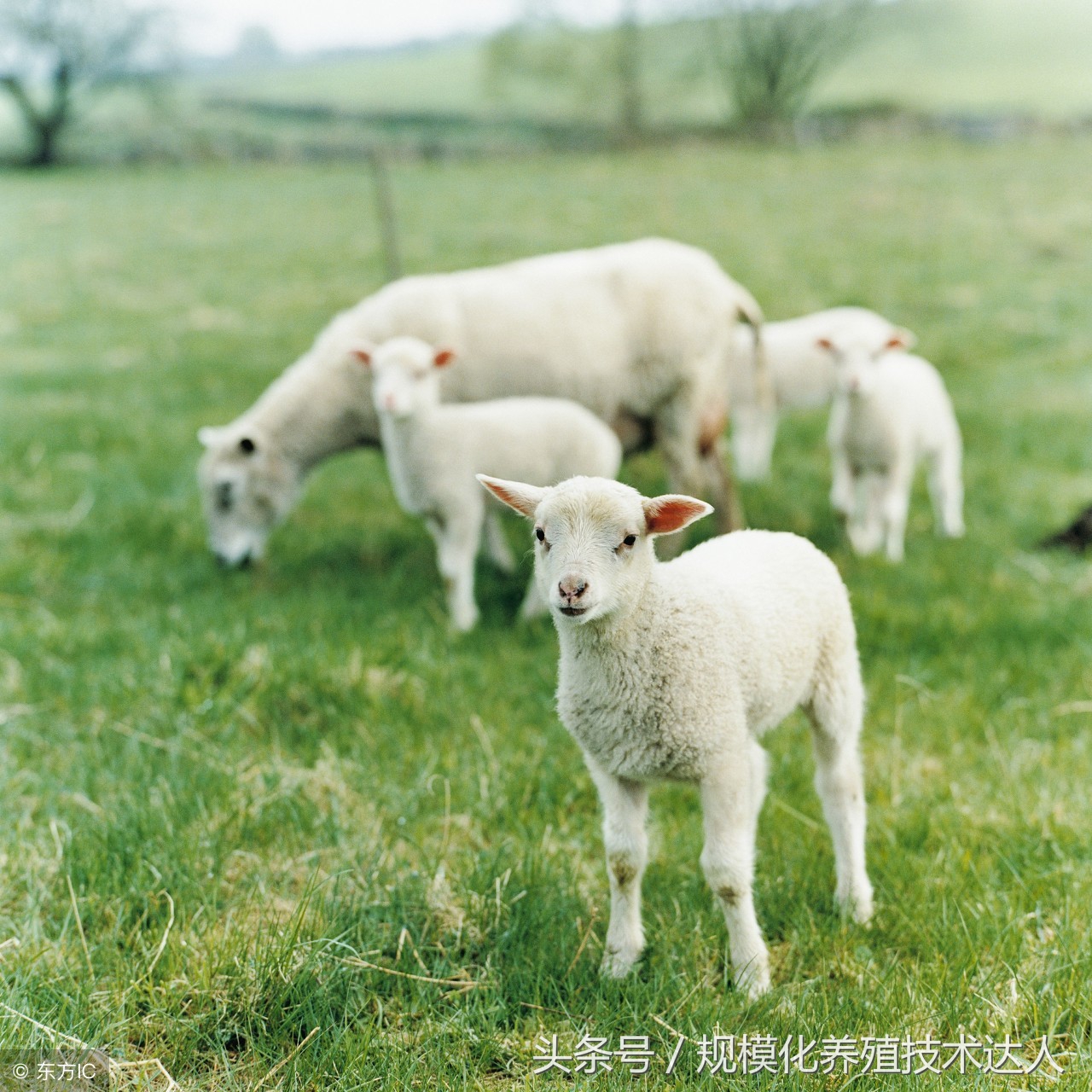 羊得了羊三联病是什么症状,羊病种类及治疗方法