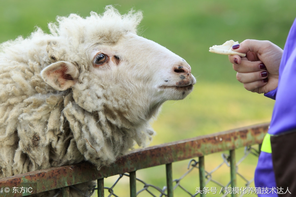 羊得了羊三联病是什么症状,羊病种类及治疗方法