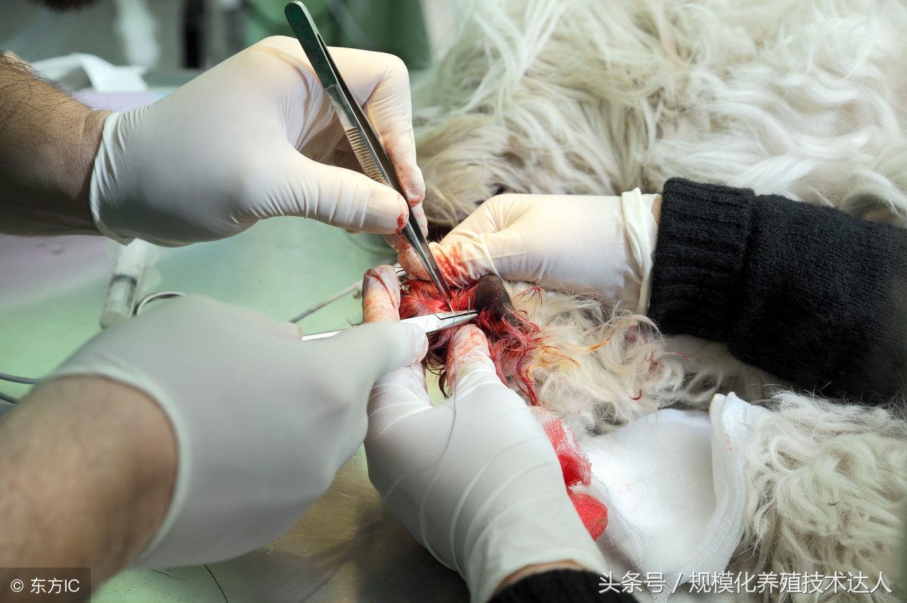 羊得了羊三联病是什么症状,羊病种类及治疗方法