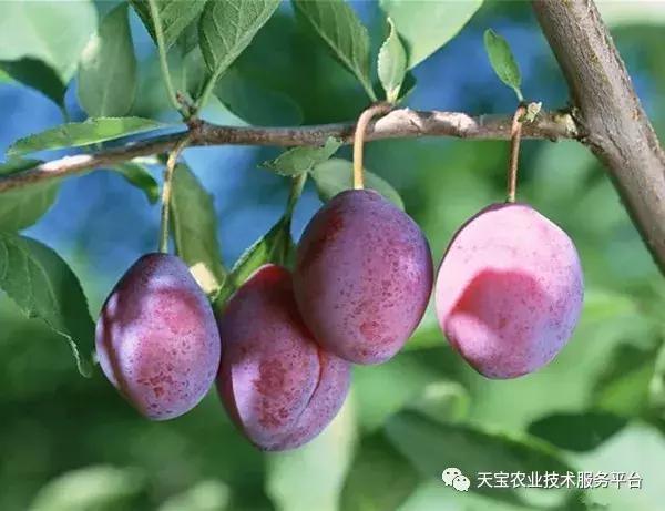 苹果树误喷了除草剂如何抢救,果园用过草甘膦有挽救办法吗