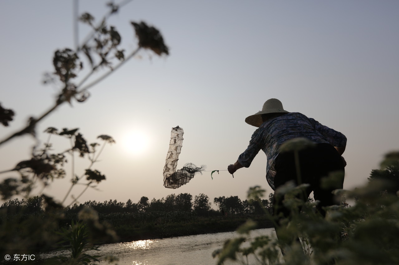 杰哥观市：小龙虾市场风云再起谁能笑傲江湖