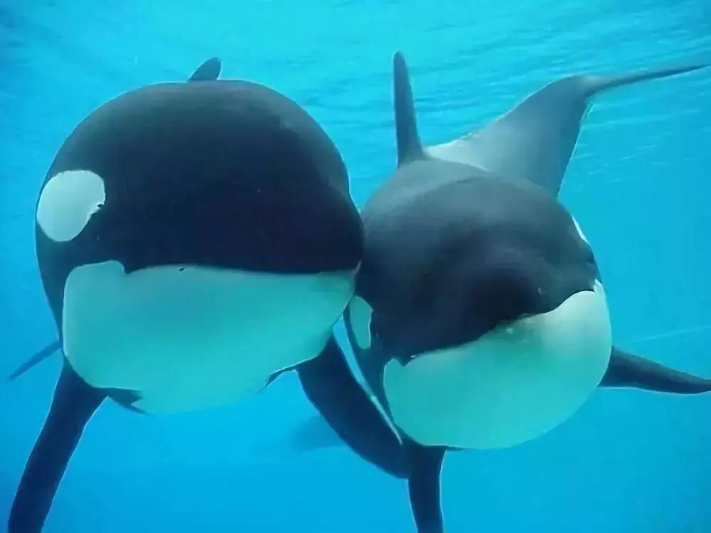 代购骗局朋友圈,代购究竟有多暴利