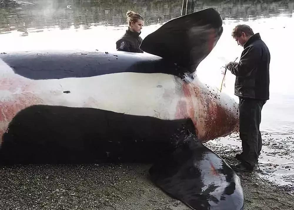 代购骗局朋友圈,代购究竟有多暴利