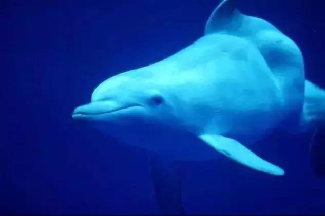 代购骗局朋友圈,代购究竟有多暴利