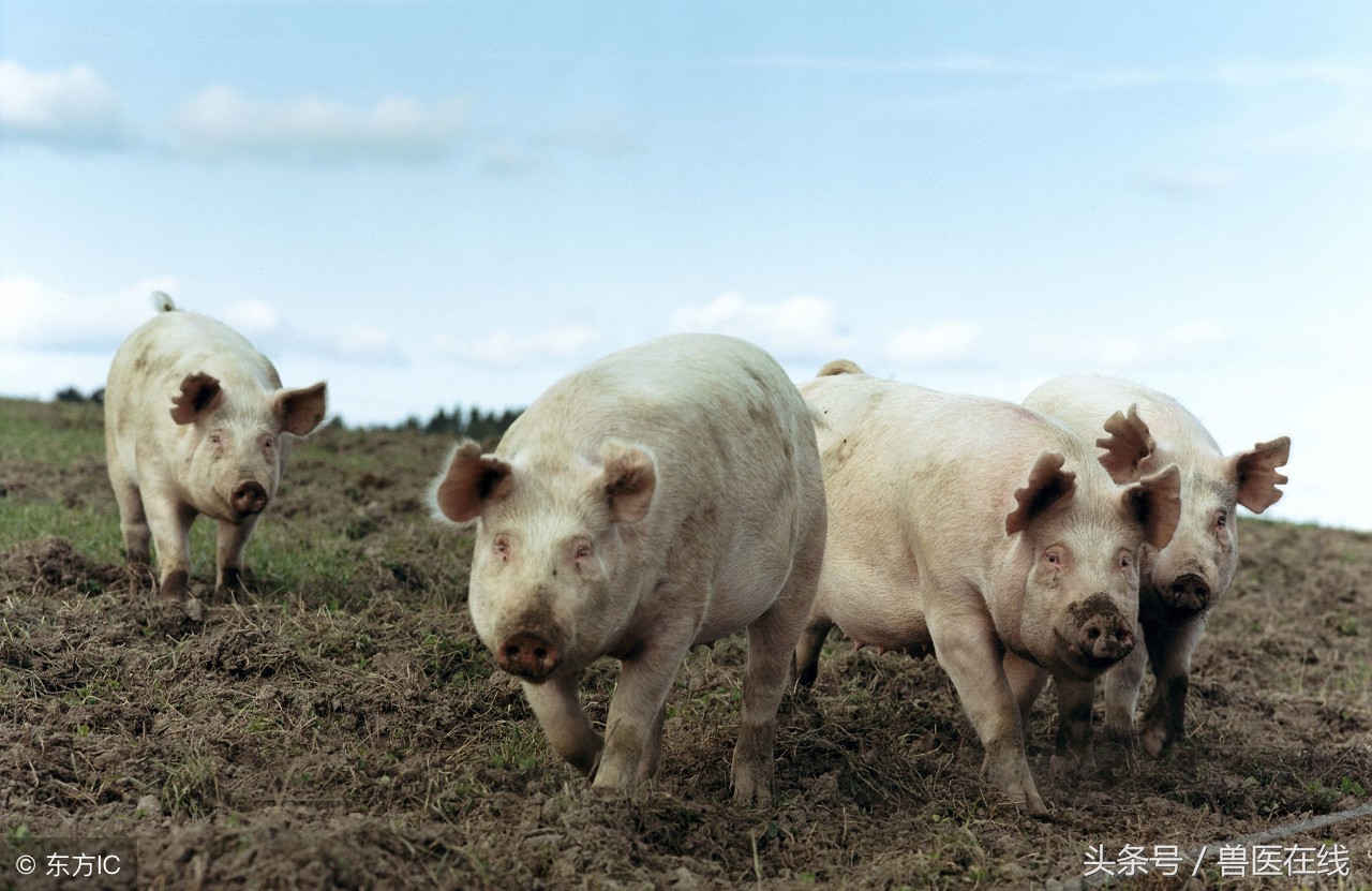 拨开迷雾见天日,拨开迷雾特效