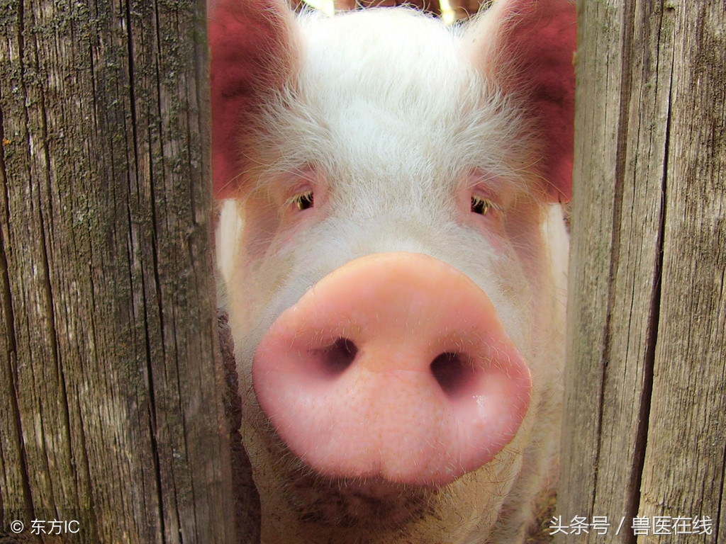 拨开迷雾见天日,拨开迷雾特效
