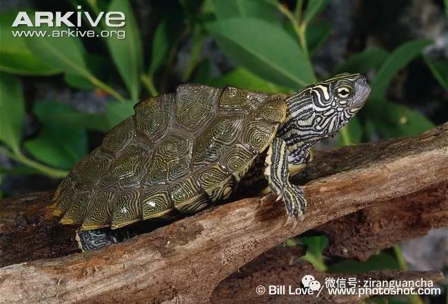 地图龟的背部长什么样,奇特的地图龟图片