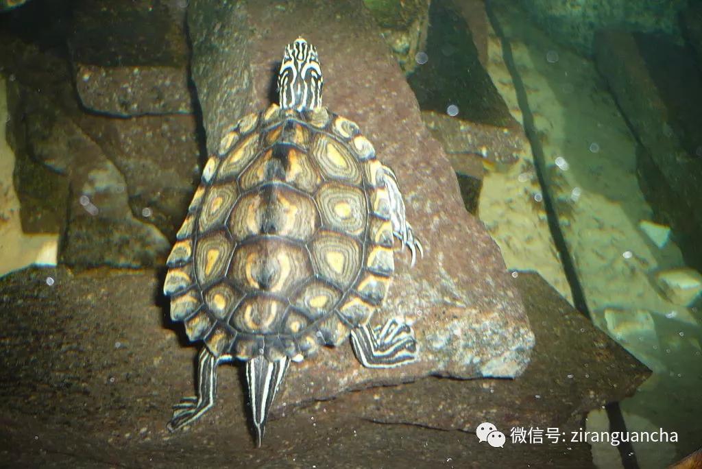 地图龟的背部长什么样,奇特的地图龟图片