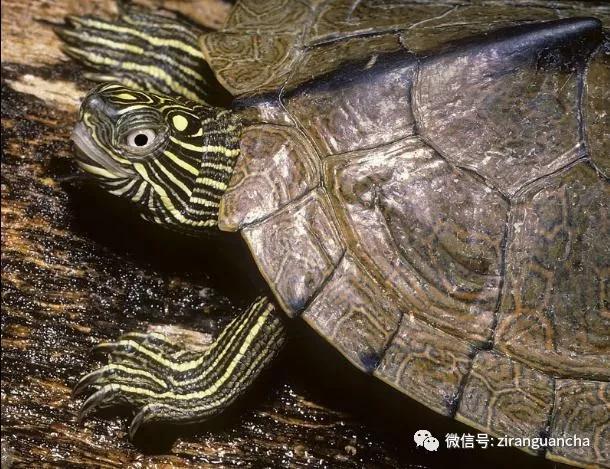 地图龟的背部长什么样,奇特的地图龟图片