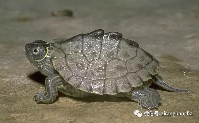 地图龟的背部长什么样,奇特的地图龟图片