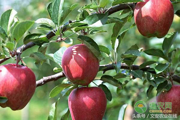 今日各种苹果行情与价格,2023年5月1日前后苹果价格怎么样