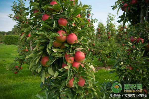 今日各种苹果行情与价格,2023年5月1日前后苹果价格怎么样