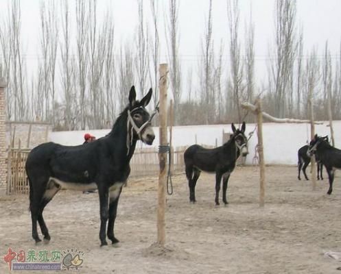 血珀天胶好，驴肉味道香