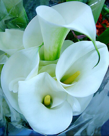 马蹄莲黄色和橙色哪个好看,马蹄莲的花语及养护方法