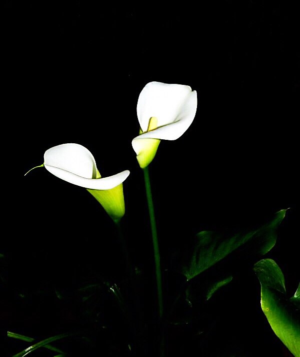 马蹄莲黄色和橙色哪个好看,马蹄莲的花语及养护方法