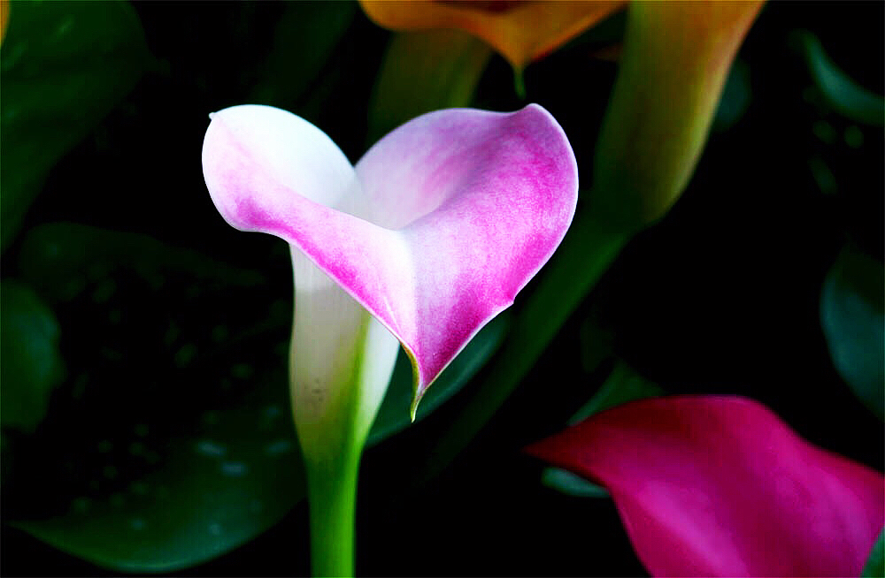 马蹄莲黄色和橙色哪个好看,马蹄莲的花语及养护方法