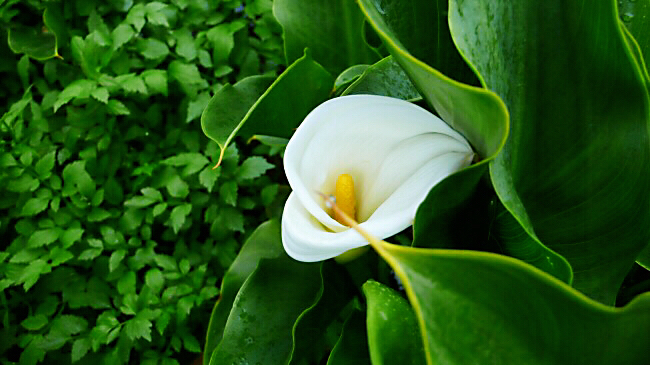 马蹄莲黄色和橙色哪个好看,马蹄莲的花语及养护方法